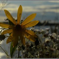 Вечереет :: Aleksandr Gal