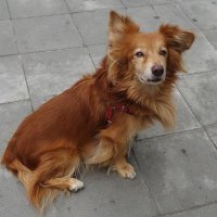 Братья наши меньшие :: Рита Симонова