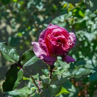 Роза :: Анатолий Чикчирный