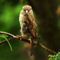 !!! :: kolyeretka !!! :: kolyeretka