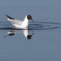 Чайка :: Александр Ильчевский 