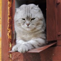 Строгий охранник! :: Игорь Родионов