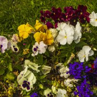 Во всей красе. :: Петр Беляков