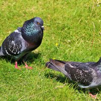 Ты постой-постой, красавица моя... :: Светлана Ты постой-постой, красавица моя... :: Светлана