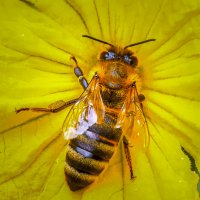 Медоносная пчела :: Aleksey Afonin