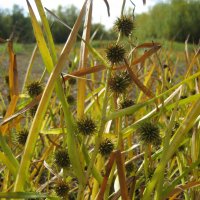 Ежеголовник :: Anna Ivanova