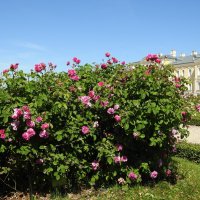 французский парк в Рундале :: ИННА ПОРОХОВА