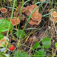 На лесной полянке. :: Михаил Столяров На лесной полянке. :: Михаил Столяров