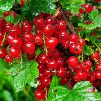 Смородина под дождём :: Валентина Богатко 