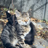 братское плечо :: Александр 