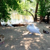 В ростовском зоопарке :: Нина Бутко В ростовском зоопарке :: Нина Бутко