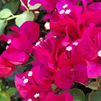 Цветение кустов :: Светлана Хращевская