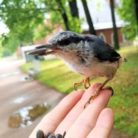 Поползень :: Сапсан 