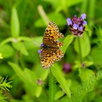 июльские картинки 1 :: Александр Прокудин июльские картинки 1 :: Александр Прокудин