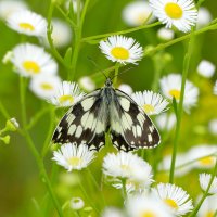 июльские картинки 4 :: Александр Прокудин июльские картинки 4 :: Александр Прокудин