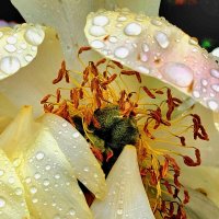 Плаксивый пион :: Галина Левина