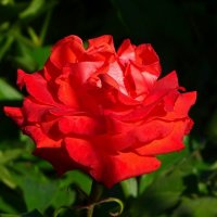 О красоте цветов. :: Милешкин Владимир Алексеевич 