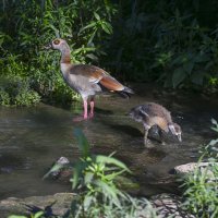 с подросшим гусёнком :: Осень с подросшим гусёнком :: Осень