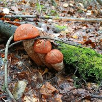 Нам преграды нипочëм... :: Ирина *