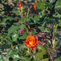 Роза :: Анатолий Чикчирный