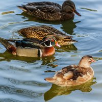 Каролинка :: SanSan 