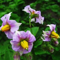 Картошка тоже цветёт красиво :: Людмила Смородинская Картошка тоже цветёт красиво :: Людмила Смородинская