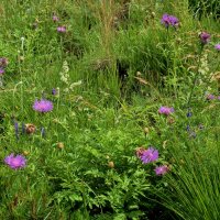 Лето! Ах, лето! :: Татьяна Помогалова