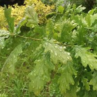 Фото  во время  дождя :: Вера ВЕСНА см. Фотогруппа  ВЕСНА Личный Блог