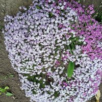 Цветы. :: Владимир Драгунский