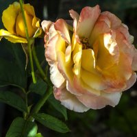 Глория  Дей :: Валентин Семчишин