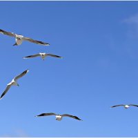 Чайки. :: Валерия Комова Чайки. :: Валерия Комова