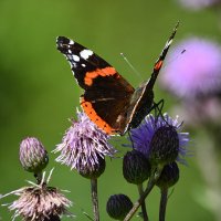 Адмирал :: Геннадий Супрун Адмирал :: Геннадий Супрун