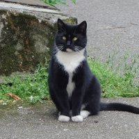 Братья наши меньшие :: Рита Симонова