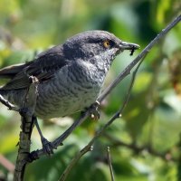 Ястребиная славка. :: Владимир Безбородов