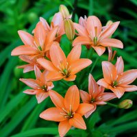 С днём семьи, любви и верности! :: Светлана 