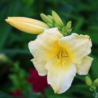 *** :: Светлана 