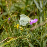 Бабочка крушинница :: Александр Синдерёв