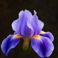 Ирис :: Aleksey Afonin