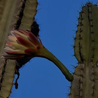 Ранее утро :: Аркадий Басович