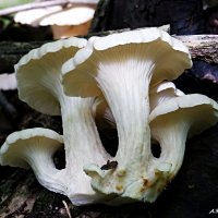 Вешенка ильмовая :: Андрей Заломленков