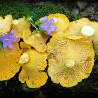 О лесных натюрмортах июля... :: Андрей Заломленков О лесных натюрмортах июля... :: Андрей Заломленков