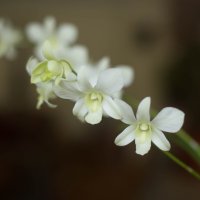 Нежность :: Светлана Попова