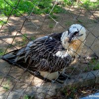 В ростовском зоопарке :: Нина Бутко В ростовском зоопарке :: Нина Бутко