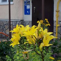 Июль. :: Венера Чуйкова Июль. :: Венера Чуйкова