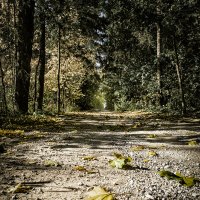 Дорога ;-) :: Алексей Пышненко