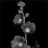 ... :: Юрий Ковшов