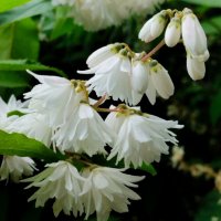 Дейция :: Галина Бобкина Дейция :: Галина Бобкина