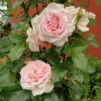 Розы у церкви :: Мария Васильева