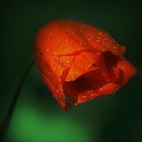 Красавчик... :: Владимир Шошин