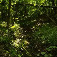 Высохшее русло лесной речушки. :: Василий Палий